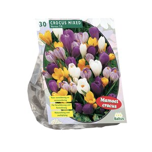 Crocus Grootbloemig, Mix per 30