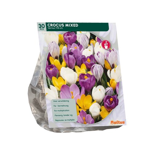 Crocus Grootbloemig, Mix per 30 - afbeelding 2