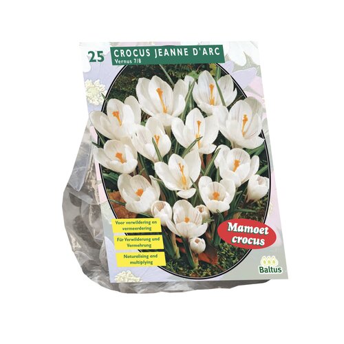 Crocus Grootbloemig, Wit per 25 - afbeelding 1