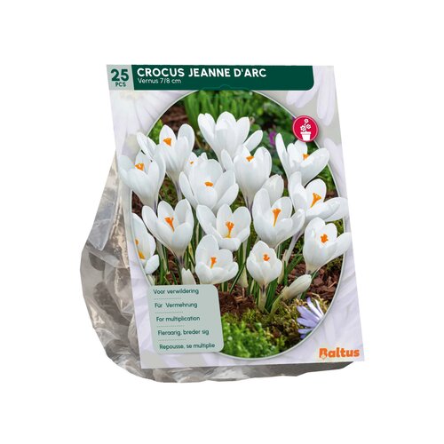 Crocus Grootbloemig, Wit per 25 - afbeelding 2