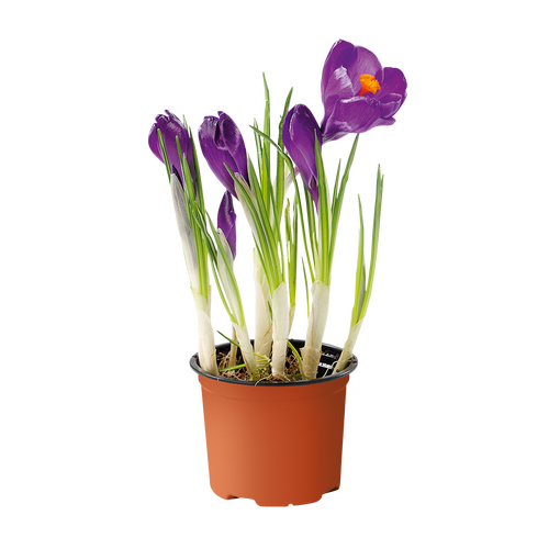 Crocus, in 9cm-pot - afbeelding 1