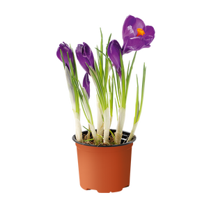 Crocus, in 9cm-pot