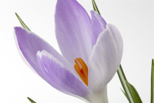 Crocus, in 9cm-pot - afbeelding 2