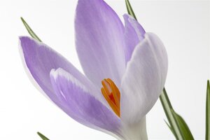 Crocus, in 9cm-pot - afbeelding 2