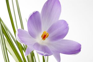 Crocus, in 9cm-pot - afbeelding 3
