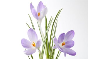 Crocus, in 9cm-pot - afbeelding 4