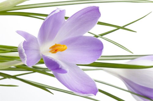 Crocus, in 9cm-pot - afbeelding 5