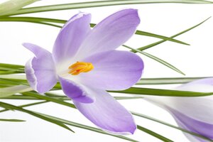 Crocus, in 9cm-pot - afbeelding 5