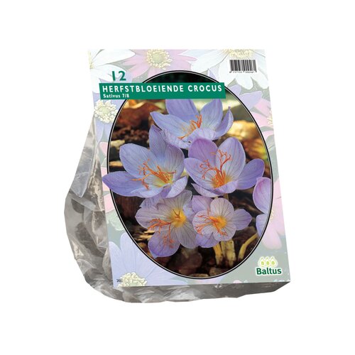Crocus Sativus (Najaarsbl.) per 12 - afbeelding 1