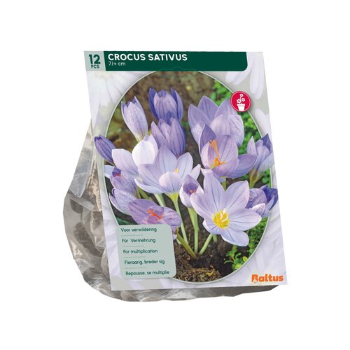 Crocus Sativus (Najaarsbl.) per 12 - afbeelding 2