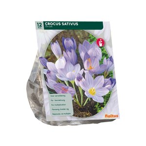 Crocus Sativus (Najaarsbl.) per 12 - afbeelding 2