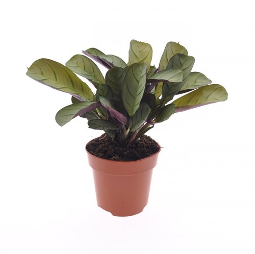 Ctenanthe Amagris, in 12cm-pot