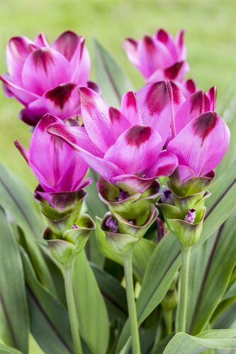 Curcuma, in 15cm-pot - afbeelding 2