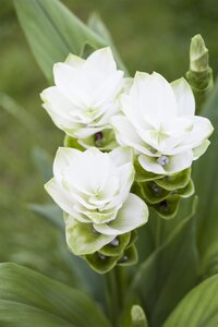 Curcuma, in 15cm-pot - afbeelding 3