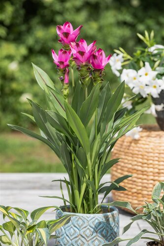 Curcuma, in 15cm-pot - afbeelding 4