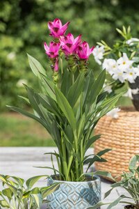 Curcuma, in 15cm-pot - afbeelding 4