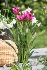 Curcuma, in 15cm-pot - afbeelding 6