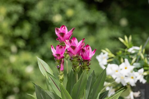 Curcuma, in 15cm-pot - afbeelding 5