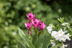 Curcuma, in 15cm-pot - afbeelding 5