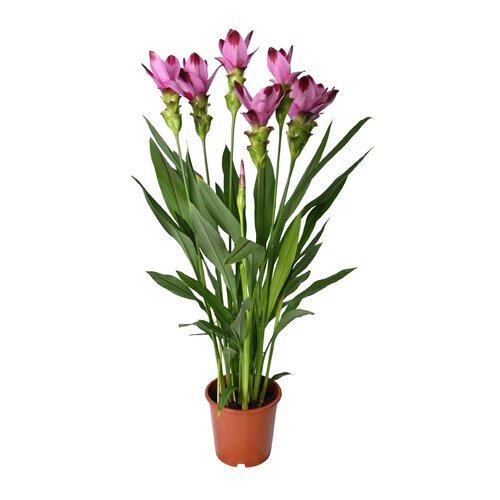 Curcuma, in 15cm-pot - afbeelding 1