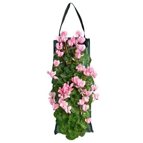 Cyclaam in wandhanger, 50cm hoog - afbeelding 1