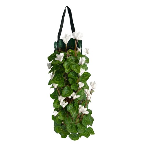 Cyclaam in wandhanger, 50cm hoog - afbeelding 2