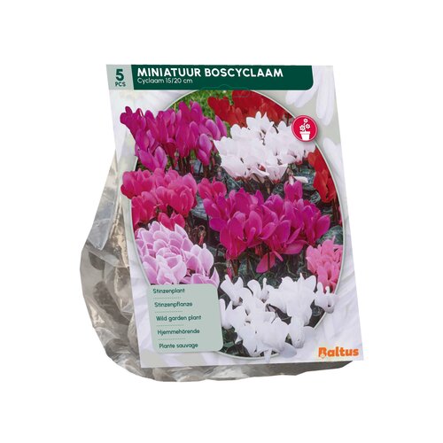 Cyclaam Mixed per 5 - afbeelding 2