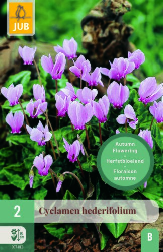 Cyclamen hederifolium 2st