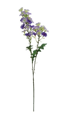 Dagbloem Paars 77 cm