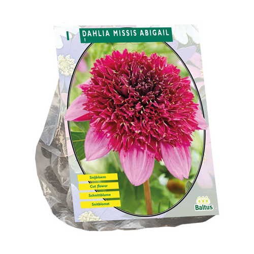 Dahlia Anemoon Missis Abigail