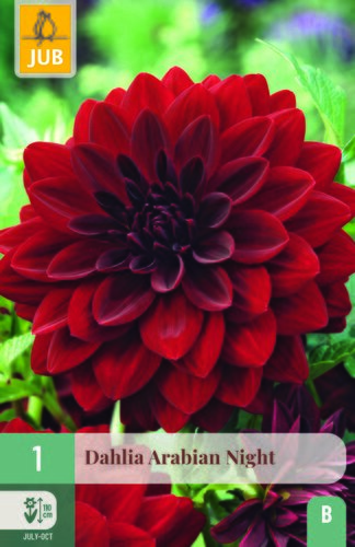 Dahlia arabian night 1st