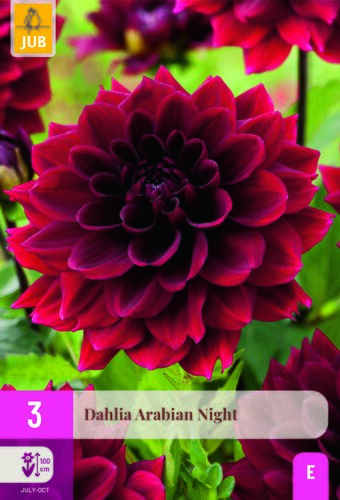 Dahlia arabian night 3st