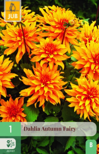 Dahlia autumn fairy 1st