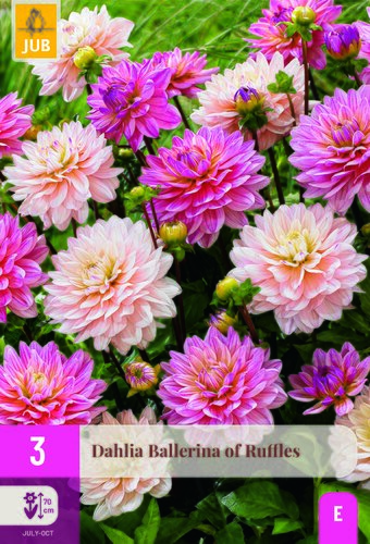 Dahlia ballerina of ruffles 3st