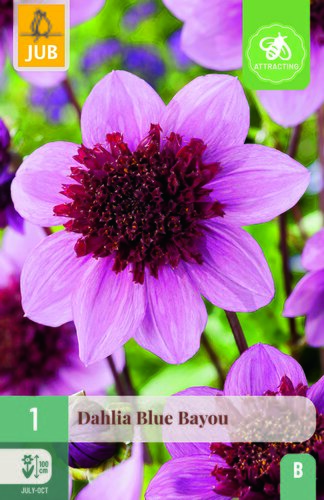 Dahlia blue bayou 1st