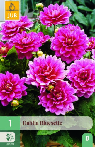 Dahlia bluesette 1st