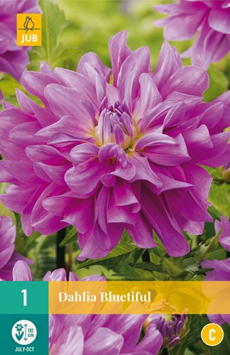 Dahlia bluetiful 1st