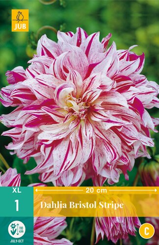Dahlia bristol stripe 1st