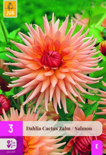 Dahlia cactus zalm 3st
