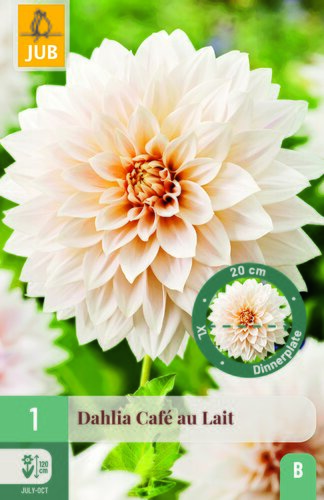 Dahlia cafe au lait 1st