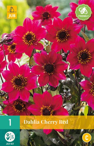 Dahlia cherry red 1st