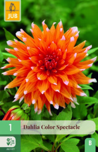 Dahlia color spectacle 1st