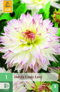 Dahlia crazy love 1st
