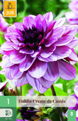 Dahlia creme de cassis 1st