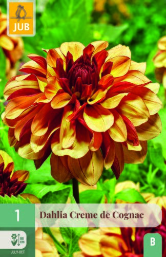Dahlia creme de cognac 1st