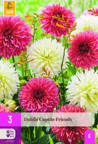 Dahlia cupido friends 3st