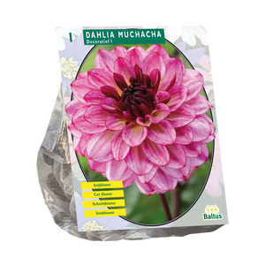 Dahlia Decoratief Muchacha