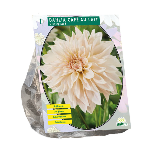 Dahlia Dinnerplate Café au Lait