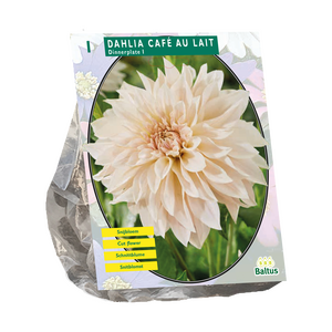 Dahlia Dinnerplate Café au Lait