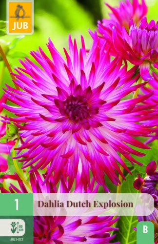 Dahlia dutch explosion 1st